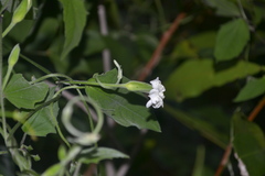Thunbergia fragrans var. vestita